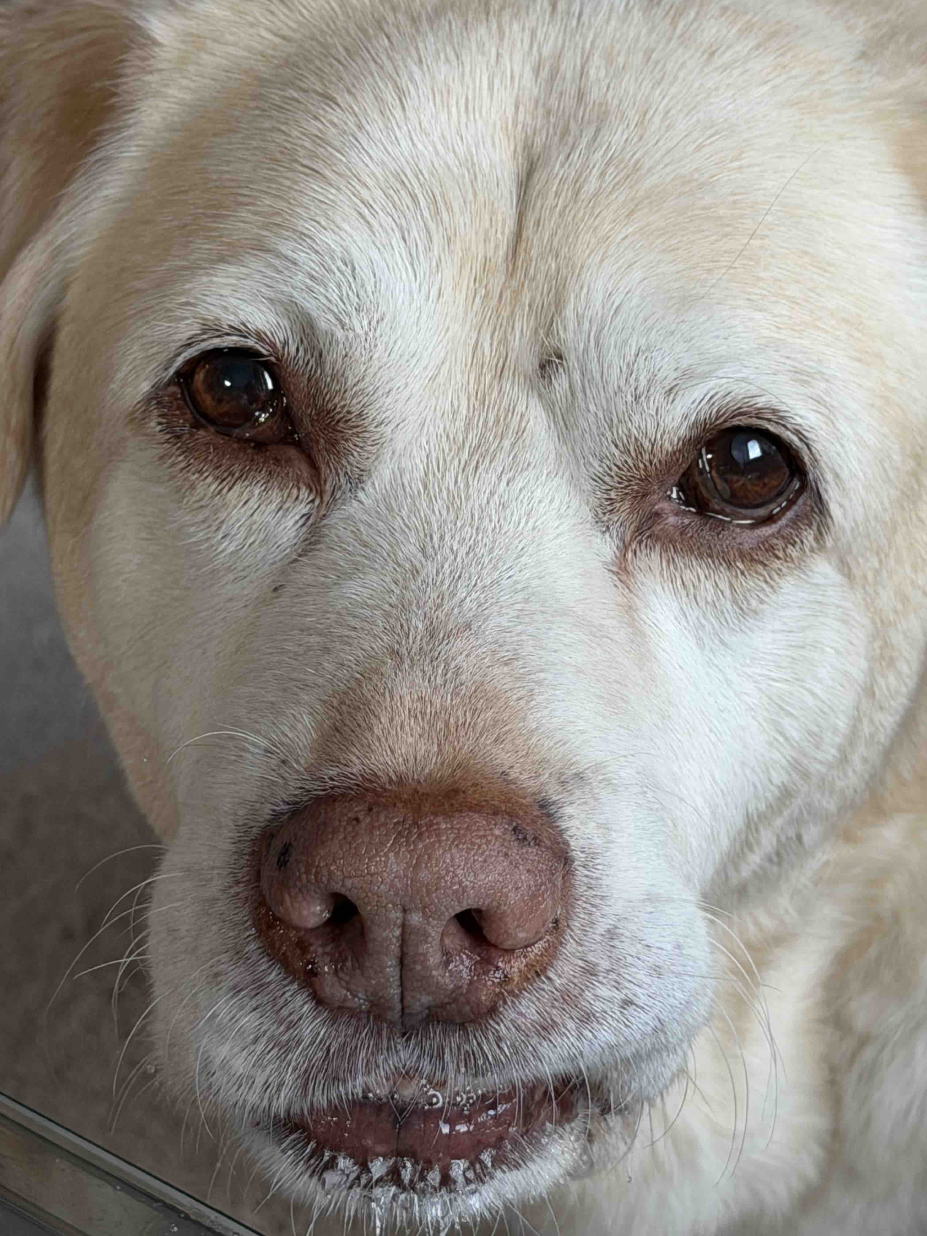 Lucy 4