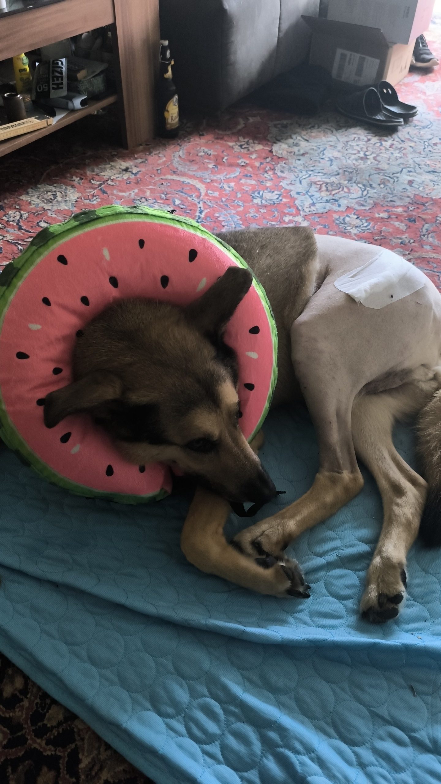 Sadie 1